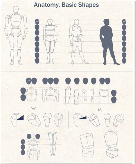 Character Proportions — CS22/122 Intro to 3D Modeling