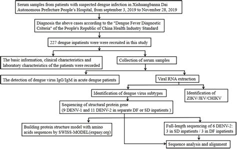 Characteristics of a dengue hemorrhagic fever outbreak in 2001 in ...