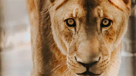 Characteristics of a lioness in the bible. .  ...