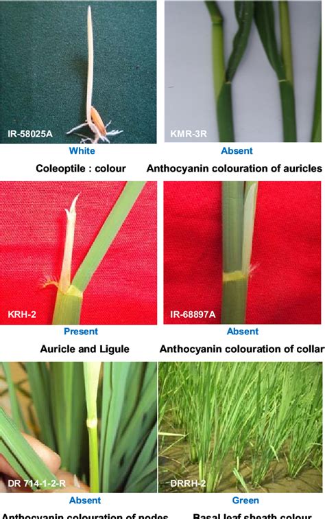 Characterization and localization of rice (Oryza sativa L.) seed ...