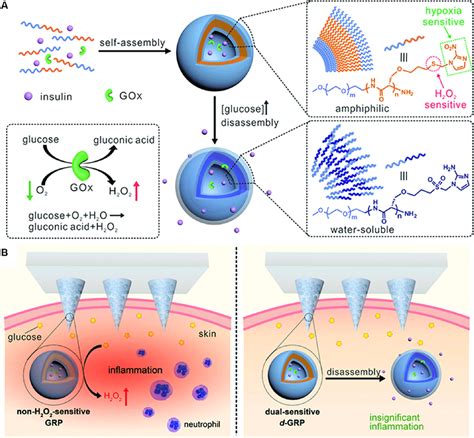 Characterization of a Novel Glucose-Responsive Insulin-Secreting …