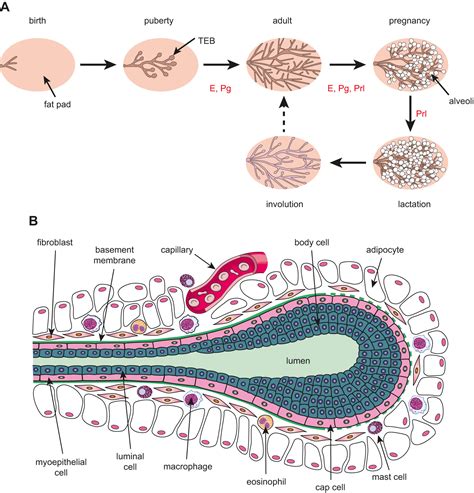 Characterization of mammary gland development in pregnant gilts