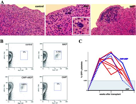 Characterization of mouse clonogenic megakaryocyte progenitors