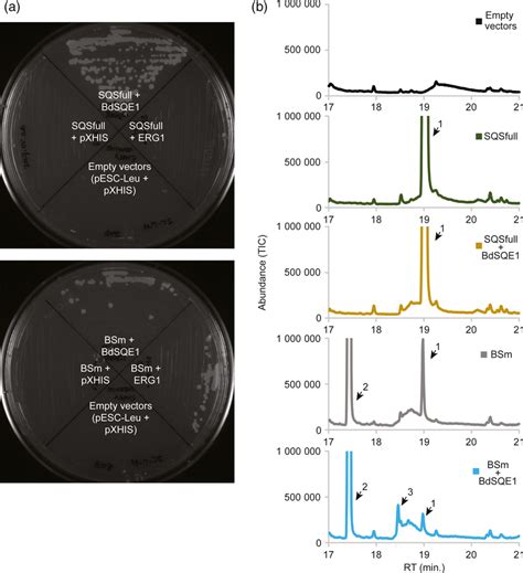 Characterization of squalene-induced - ScienceDirect