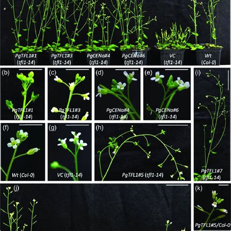 Characterization of two TERMINAL FLOWER1 homologs PgTFL1 …