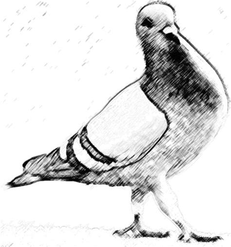 Charcoal Pigeon-Talk