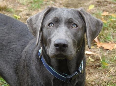 Charcoal lab rescue.  A Lab&rsquo;s behaviour For Sale, charcoal labs, silver labs, w...