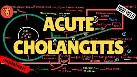 Cholangitis is an inflammation of the bile duct system. The bile duct system carries bile from your liver and gallbladder into the first part of your small i.... 
