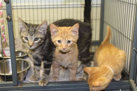 Charles county animal shelter. Learn more about City of St. Charles Animal Control in Saint Charles, MO, and search the available pets they have up for adoption on Petfinder. 