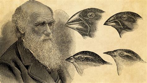 Charles robert darwin evolution