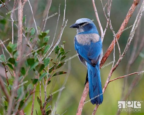 Charlotte County Scrub Jay Aphelocoma coerulescens …