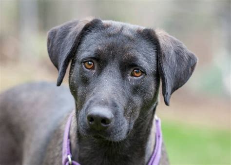 The two main types of Labrador retrievers are the American Labrador and English Labrador. They vary slightly in their appearance and body type, with American Labradors being taller.... 