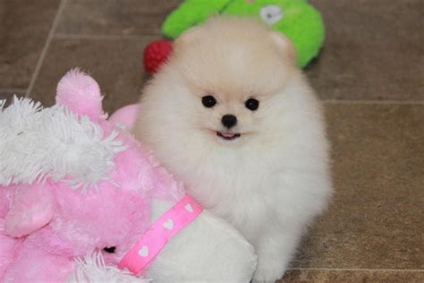 Find Pomeranian Puppies and Breeders in your area and helpful Pomeranian information. All Pomeranian found here are from AKC-Registered parents. ... Char's Pomeranians. Females Available 5 months old. Charlotte Meyer Bark River, MI 49807. STANDARD. STANDARD. AKC Breeders of Merit. STANDARD..