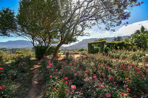 Chart Farm, Roses and Farm Stall, near Wynberg, Cape …