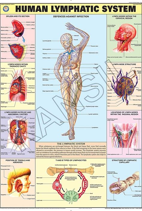 Chart Of The Lymphatic System