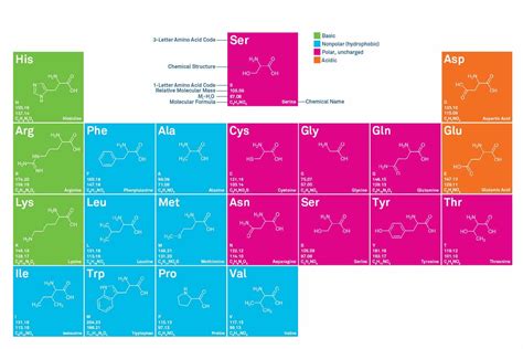 Chart of Amino Acids and its 20 proteinogenic amino acids