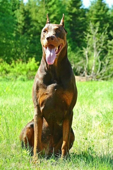 Doberman Pinscher. Information on Parents: Griffy (AKC Registered) Black and Rust Coat 100% European Bloodlines Weight: 95#s Personality: Very friendly, loyal and loves attention yet respectful. Tesla (AKC Registered) Red and Rust Coat 100% European Bloodlines Weight: 95#s Personality: Gentle and loyal! She is very protective of our family.. 