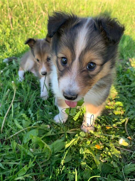ChaseMe Shelties. As of 6/20/23 we have some sweet older male pups ranging from $1000-1500 limited AKC, and some adorable littles ready to go, $2000 boys, $2400 girls …. 