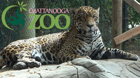 Chatanooga zoo. Outside of Chattanooga’s downtown tourist district is the unexpectedly fantastic Chattanooga Zoo. The award-winning wildlife park has exhibits featuring some of the world’s most exotic animals. Chimpanzees, jaguars, snow leopards and sloths are among the exhibited creatures classified by habitat and part of the world they come from. 