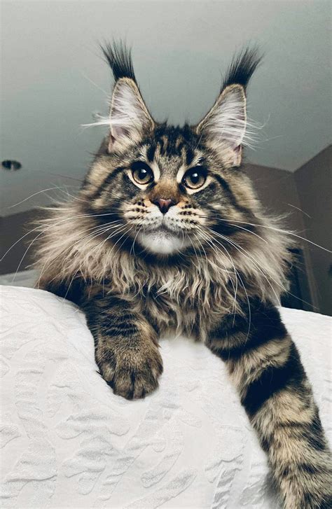 Chats Maine Coon / Maine Coon Cats - Pinterest