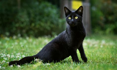 Chatte noires. Things To Know About Chatte noires. 