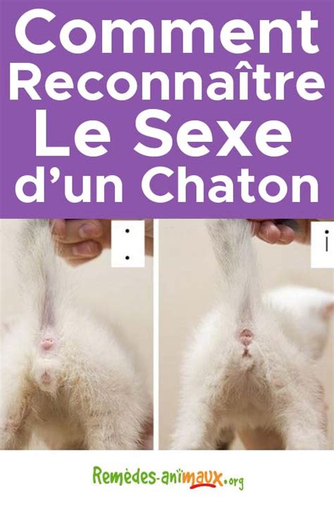 Chatte nu. Things To Know About Chatte nu. 