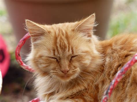 Mar 23, 2023 · Si votre chatte rousse est toute douce, mignonne et aux tons orangées semblables à ceux d'une pêche, ne cherchez plus ! Pumpkin : traduction anglaise de citrouille. Pumpkin sera une chatte agréable, douce, et affectueuse. Joy: Joie en anglais. Il n'y a pas de meilleur mot pour représenter la couleur orange. 