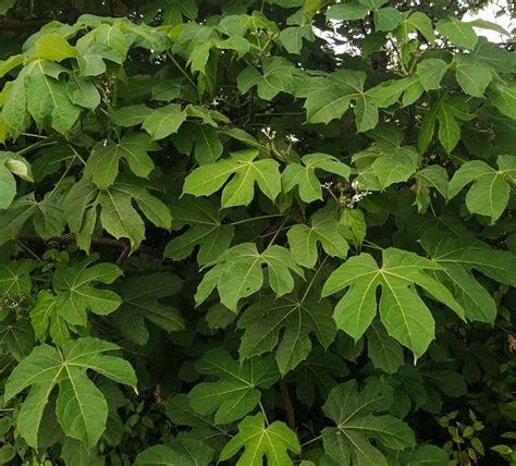 Profile picture of Chaya Bartoletti