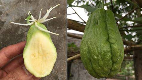 Most people are familiar with only the chayote fruit as 