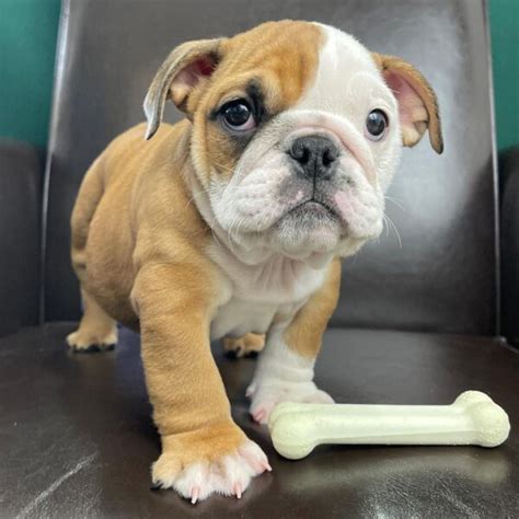 Cheap Bulldog Puppies Under $500