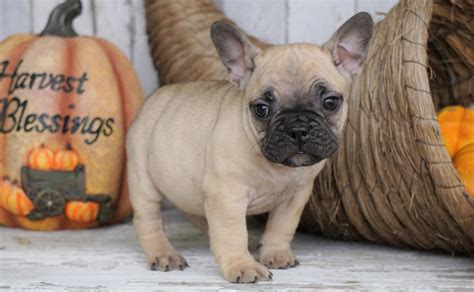 Cheap French Bulldog Puppies For Sale In Ohio