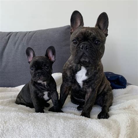 Cheap French Bulldog Puppies Under $500 In Los Angeles