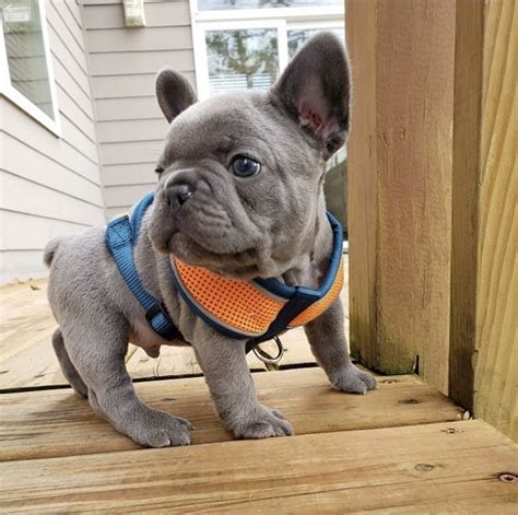 Cheap French Bulldog Puppies Under $500 In New Mexico