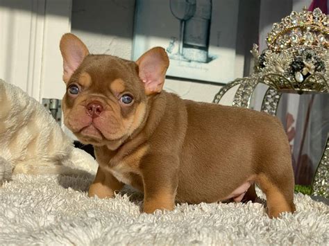 Cheap French Bulldog Puppies Under 500