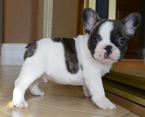 Cheap French Bulldog Puppy For Sale In Kentucky