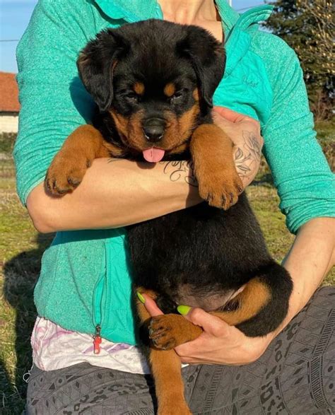 Rottie puppies for hot sale sale near me