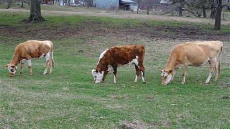 Cheap cows for sale near me. The cow wanted a divorce because she got a bum steer. The riddle gets its humor from the fact that a bum is a person who is lazy and avoids work, while a steer is a castrated male cow. 
