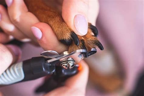 The average cost to get your dog’s nails trimmed usually ranges from approximately $10 to $25. Nationally, the average for dog grooming prices is $60-$80, which usually encompasses not only nail trimming but also bathing, haircuts and other services. The cost to trim a dog’s nails can vary based on whether the dog is at a doggy day …. 