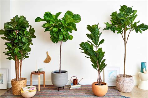 Cheap fake plants. Faux Plants Artificial Ficus Trees Eucalyptus Trees with Silk Leaves Fake Moss and Sturdy Nursery Pot, Fake Plants for Office Home Decor (4Ft - 2Packs, Upgraded Ficus Tree) 4.6 out of 5 stars. 146. 50+ bought in past month. $62.98 $ 62. 98. FREE delivery Fri, Mar 15 . Or fastest delivery Thu, Mar 14 