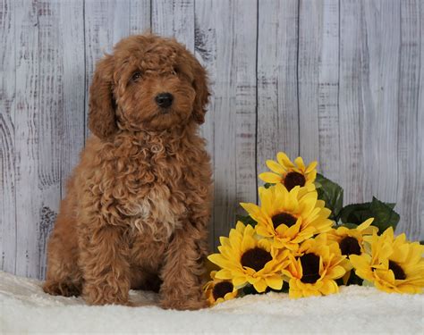 Mini Goldendoodle puppies are ideal for families, especially with children. They make excellent house dogs, interact well with children, and get along with other animals. Their small size also makes them more suited for small homes or apartments. Our Mini Goldendoodle puppies for sale have well-rounded personalities and make an excellent ... .