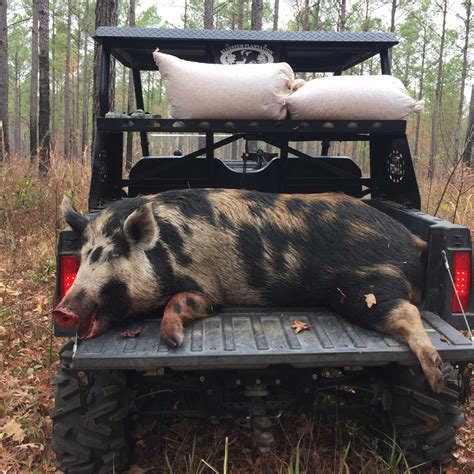 Cheap hog hunts. 2 1/2 Day Meat Hunt Package - $975.00. January only. This package includes 2 1/2 calendar days (two nights lodging), 1 doe, 1 cull buck and wild hogs. Bobcats and Coyotes may be taken as well with this package. Deposit is $150.00. 