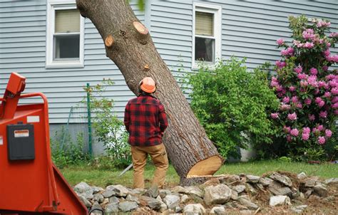 Cheap tree removal. Whether you’ve hired a commercial tree service or cut a tree down yourself, removing the remaining stump in your yard is the last step—but this task isn’t always an easy one. If left alone, the stump may begin to sprout new shoots, and it can also be expensive to have a professional company grind the stump down … 