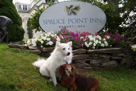Cheapest pet friendly hotels near me. Stunning 2/1 Ocean & River View Unit. 4.5 New Smyrna Beach, FL. $206. No Pet Fee. Big Dogs Allowed. 2+ Pets Allowed. Sleeps 12. 