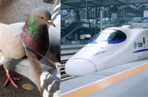 Cheating pigeons win race by taking high-speed train in Shanghai