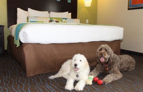 Check out – and into – the Top 5 pet-friendly hotel chains in the U.S.