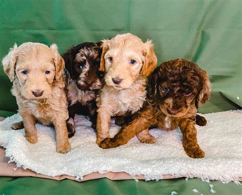 Check out our "Available Puppies" tab at the top to find out how to get onto our Master List for a future puppy! Bernedoodle Colors and Patterns Bernedoodles come in many colors and patterns