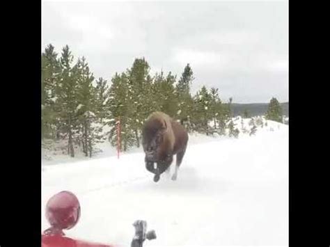 Check this american bison, charging in Yellowstone - YouTube