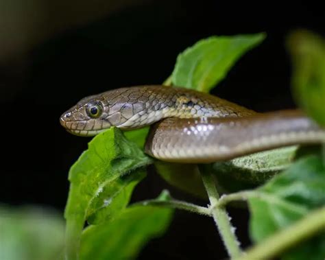 Checkered keelback - Wikipedia