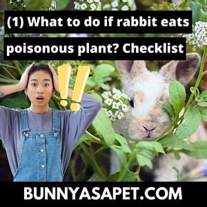 Checklist: What to Do if Your Rabbit Eats a Poisonous Plant