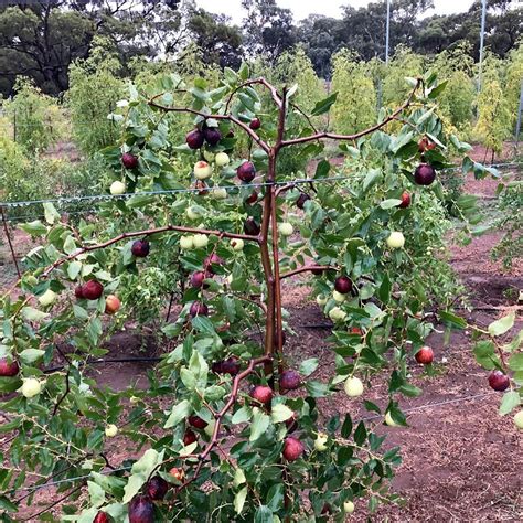 Checkout - Daleys Fruit Tree Nursery